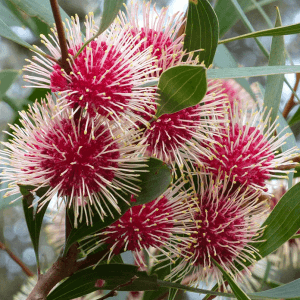 Pin Cushion Hakea (Hakea Laurina)