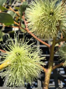 Platypus (Eucalyptus Platypus) Flowers