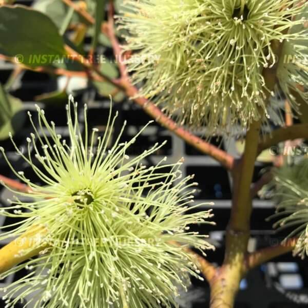 Platypus (Eucalyptus Platypus) Flowers