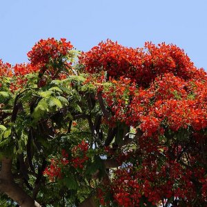poinciana delonix regia tree