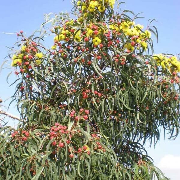 Red Capped Gum