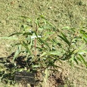 red-capped-gum-eucalyptus-erythrocorys-young