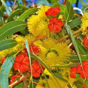 red-capped-gum-flowers