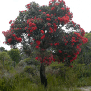 red-flowering-gum-corymbia-ficafolia