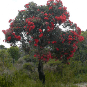 Red Flowering Gum (Corymbia Ficafolia)