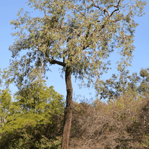 Red Ironbark (Eucalyptus Sideroxylon Rosea)