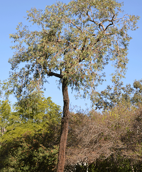 Red Ironbark (Eucalyptus Sideroxylon Rosea)