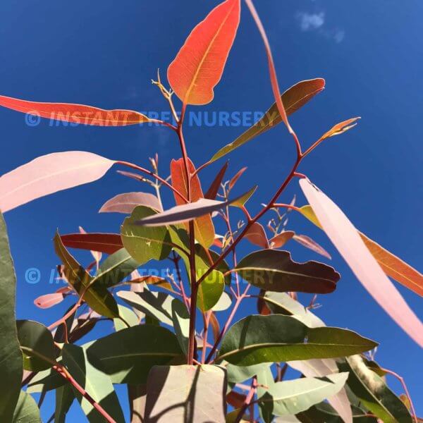 Red River Gum (Eucalyptus camaldulensis) leaves