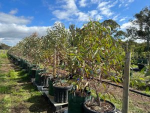 row-of-eucalyptus-torquata-trees