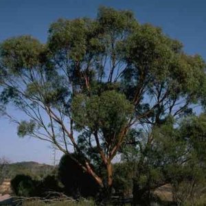 Salt River Gum (Eucalyptus sargentii)