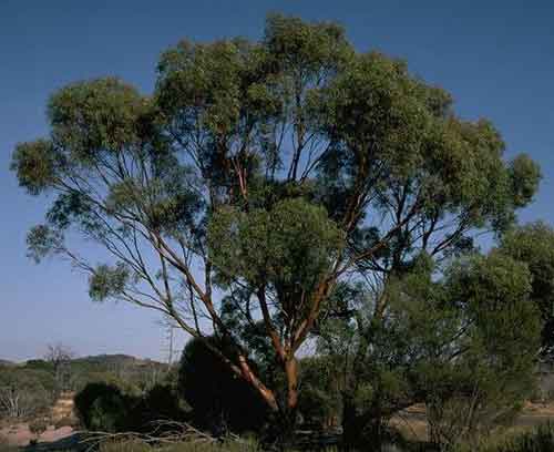 Salt River Gum (Eucalyptus sargentii)
