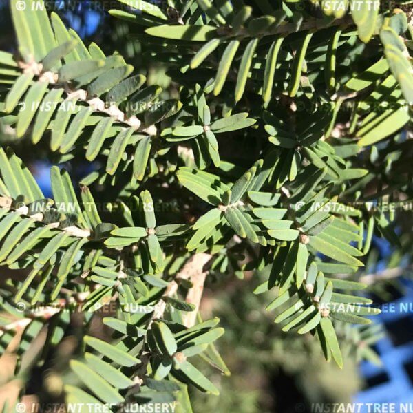 Saltwater Paperbark (Melaleuca cuticularis)