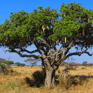 Sausage Tree (Kigelia Africana)