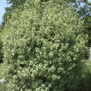 Screen Master (Pittosporum Tenuifolium)