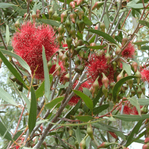 silver princess eucalyptus caesia magna