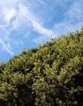 sky-and-tree-top