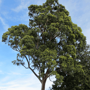 Angophora