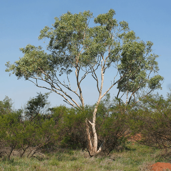 snow queen eucalyptus victrix