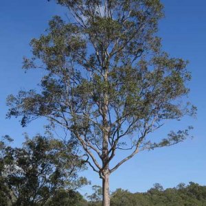 Spotted Gum