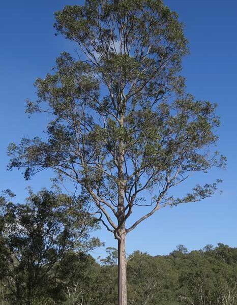 Spotted Gum