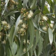 spotted-gum-corymbia-maculata-leaves