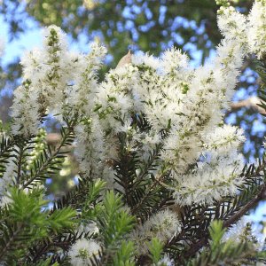 Stout Paperback (Melaleuca Preissiana)