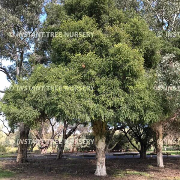 Stout Paperback (Melaleuca Preissiana) Tree