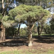 swamp-paperback-melaleuca-rhaphiophylla-tree