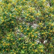 tristaniopsis laurina flowers