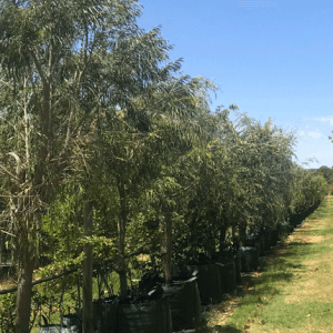 WA Peppermint Tree (Agonis flexuosa)