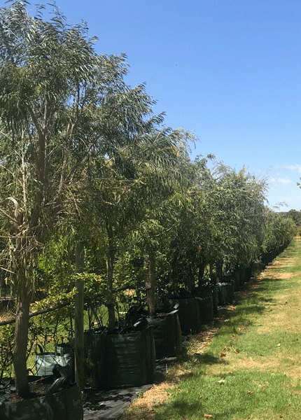 WA Peppermint Tree (Agonis flexuosa)