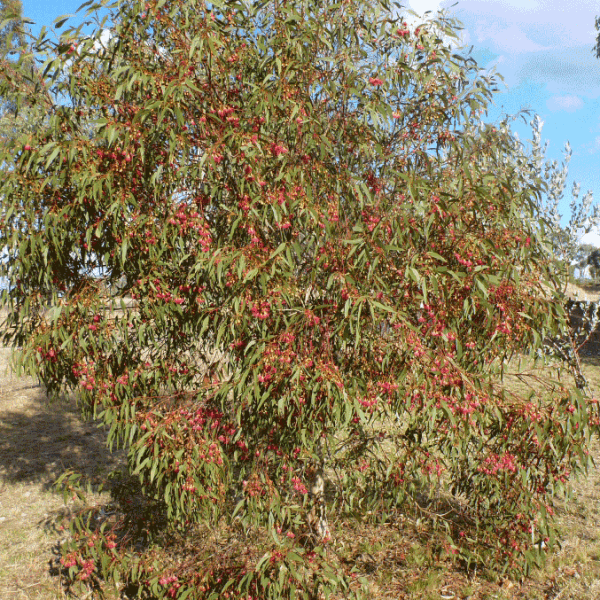 Red Flowering Yellow Gum (Eucalyptus Leucoxylon Rosea)