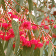 Yellow Gum Eucalyptus Flowers